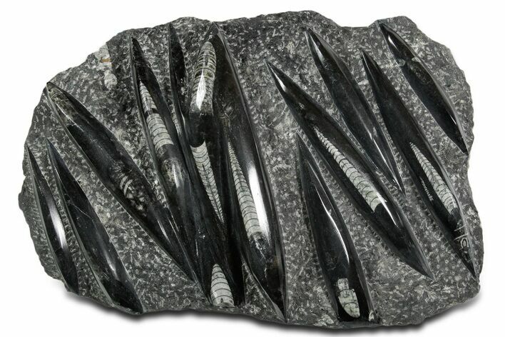Polished Fossil Orthoceras (Cephalopod) Plate - Morocco #348437